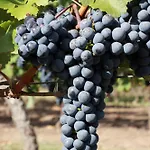 Du Chateau Le Noble