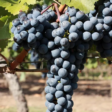 Du Chateau Le Noble 3* Saint-Germain-du-Puch